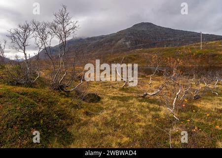 sich krümmende Birken in den Bergen von Kvaløya, Norwegen. gelb und orange gefärbte Bäume im Herbst in einem Hochtal, rote gelbe und grüne Pflanzen Stock Photo