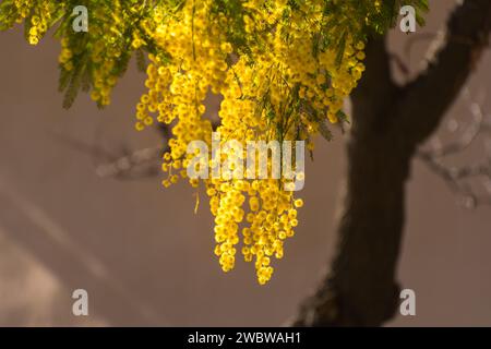 Close-up view of yellow mimosa blooming in winter in south of France Stock Photo
