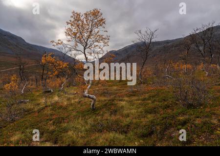 sich krümmende Birken in den Bergen von Kvaløya, Norwegen. gelb und orange gefärbte Bäume im Herbst in einem Hochtal, rote gelbe und grüne Pflanzen Stock Photo