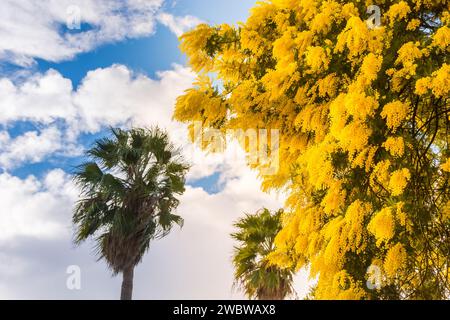 Scenic view of yellow mimosa tree blooming in winter in south of France against blue sky Stock Photo