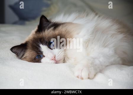 Beautiful young white purebred Ragdoll cat with blue eyes, on the bed at home. Stock Photo