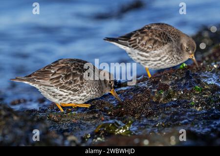 Two purple sandpipers (Calidris maritima) in non-breeding plumage foraging on rocky shore covered in seaweed along the North Sea coast in winter Stock Photo