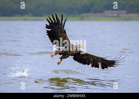White-tailed eagle / Eurasian sea eagle (Haliaeetus albicilla) adult missed catching fish from lake's water surface, Mecklenburg-Vorpommern, Germany Stock Photo