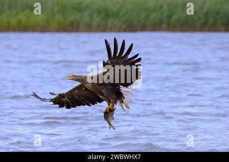 White-tailed eagle / Eurasian sea eagle / erne (Haliaeetus albicilla) adult catching fish in its talons from lake's water surface Stock Photo