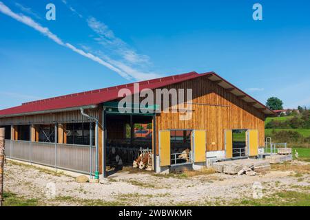 Tuntenhausen: Cold stable (outdoor climate stable) for cows in Oberbayern, Chiemsee Alpenland, Upper Bavaria, Bayern, Bavaria, Germany Stock Photo