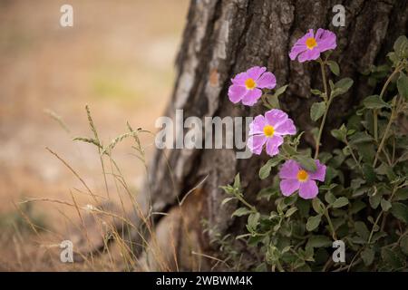 A small ant on the grass and pink bush flowers in the spring forest of Dibbin, near Amman, Jordan Stock Photo