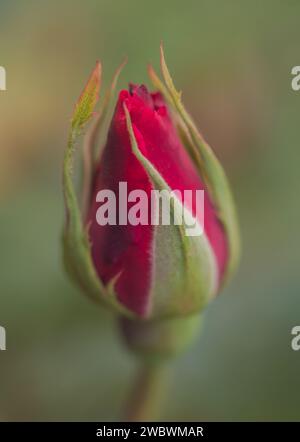 A bud of a red garden rose against a green bokeh background Stock Photo