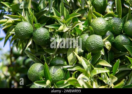 Close up of green limes on a branch of a tree with selected focus background Stock Photo