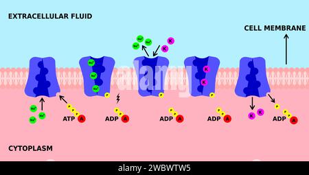 Sodium potassium pump. K, Na pump. Active transport through cell membrane. Powered by ATP, the pump moves sodium and potassium ions. Vector Stock Vector