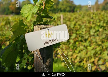 Riesling Grapes Sign on Fencepost in Vineyard Stock Photo