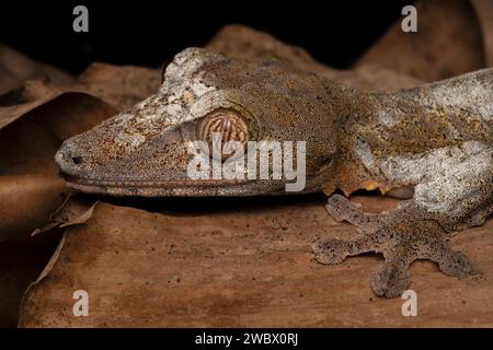 Close-up portrait of a giant leaf-tailed gecko endemic to Madagascar Stock Photo