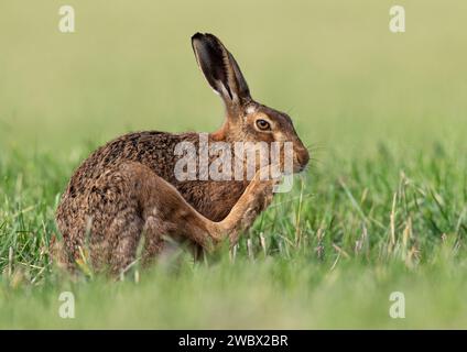 A wild Brown Hare (Lepus europaeus), scratching his face with a huge hind foot  whilst sat in an agricultural field on a Suffolk farm. UK Stock Photo