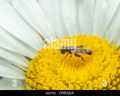 Male thick-legged hoverfly (Syritta pipiens) on a white and yellow daisy flower Stock Photo