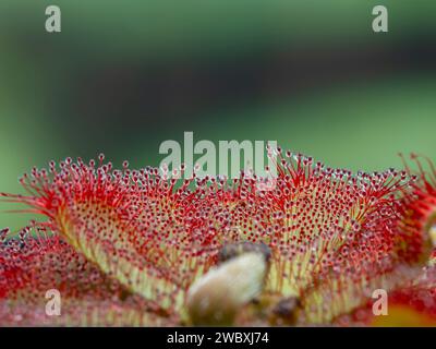 Side view of an Alice sundew plant (Drosera aliciae) showing the sticky stalked glands that cover the leaves Stock Photo
