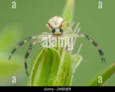 Close-up of an ornate male goldenrod crab spider (Misumena vatia) facing the camera Stock Photo