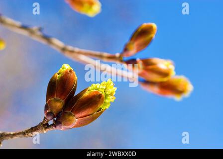 close up of buds of a unknown maple tree (Acer) in spring in April Stock Photo