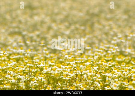 Meadow of Real or German Chamomile  (Matricaria chamomilla) Stock Photo