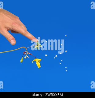 touch-me-not (Impatiens noli-tangere) exploding, popping, spreading ...