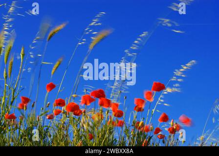 red Poppies (Papaver Rhoeas) and Grass (Poaceae or Gramineae) moving in the wind against blue sky, near Alberobello, Puglia, Italy Stock Photo