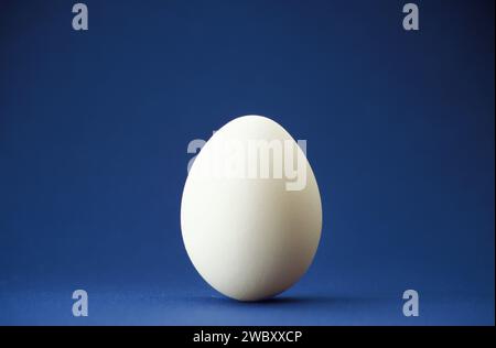 closeup of one single hen´s egg, chicken egg, standing on blue surface and background Stock Photo
