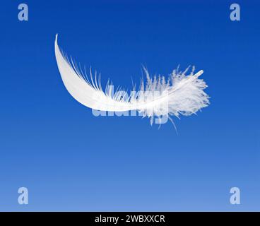 one white feather in the air, blue background Stock Photo
