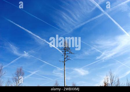 a dead pine tree in Perlacher Forst, the blue sky is showing a net of contrails, condensation trails, possibly chemtrails, Munich, Bavaria, Germany Stock Photo