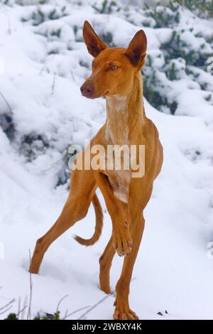 alert Canary Greyhound Podenco Canario in snow of Roque de los Muchachos, 2500 m over sea level, La Palma, Canariy Islands, Spain, Europe Stock Photo