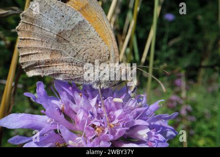Meadow brown butterfly (Maniola jurtina) nectaring on a Field scabious (Knautia arvensis) flowerhead in a chalk grassland meadow, Wiltshire, UK, July. Stock Photo