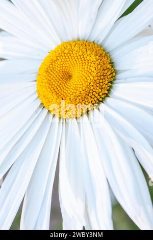 Closeup of the yellow center of a daisy containing tiny tubular flowers called disc (or disk) florets, surrounded by white petal-like ray florets. Stock Photo