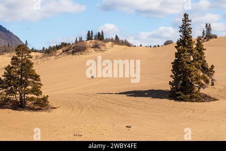 Unique desert environment at Carcross, Yukon Territory, Northern Canada. Stock Photo