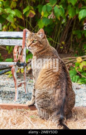 A female brown tabby cat with green eyes sits outdoors in a garden near a bench on a sunny day. Stock Photo