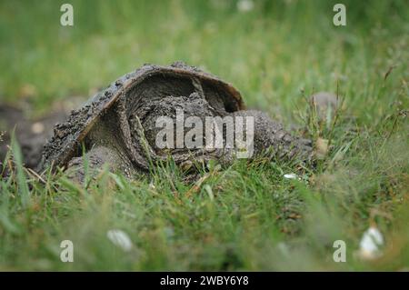 Snapping Turtle in the grass Stock Photo