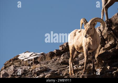 Bighorn Sheep on steep hillside Stock Photo - Alamy