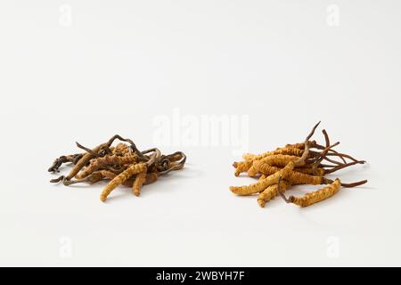 Two pile of Dried Cordyceps Sinensis are displayed. Studies have shown that taking Cordyceps reduces physical fatigue Stock Photo