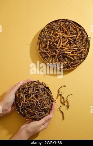 Beautiful female hand model is holding a plate of Dried Cordyceps Sinensis. Cordyceps may also have an effect against fatigue Stock Photo