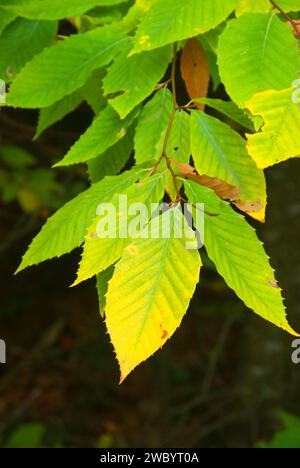 American beech leaves, Adirondack Forest Preserve, New York Stock Photo