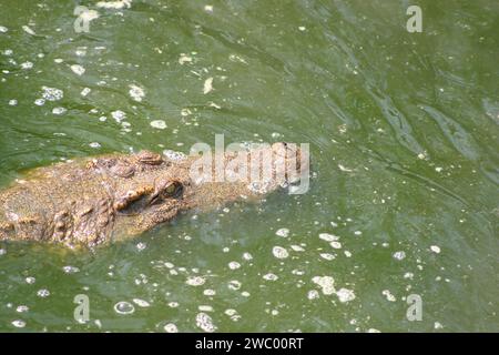 Crocodile at Crocodile Farm in Siem Reap, Cambodia Stock Photo