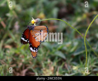 Plain Tiger Butterfly on a flower Stock Photo