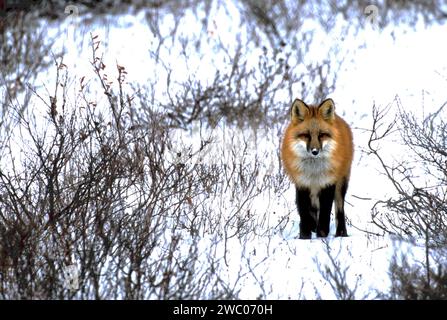Red fox (Vulpes vulpes) in snow near Churchill, Manitoba CAN Stock Photo
