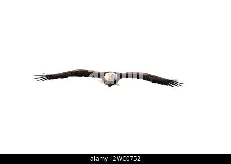 Weißkopfseeadler Krallen, Haliaeetus Leucocephalus, Farmington, Utah, USA  Stockfotografie - Alamy