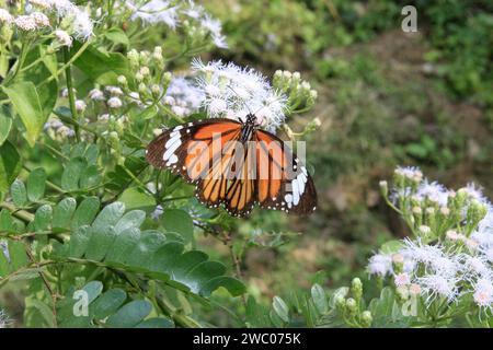 Striped tiger butterfly, Danaus genutia on a flower with green background. Stock Photo