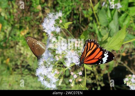 Butterfly on flower. Stock Photo