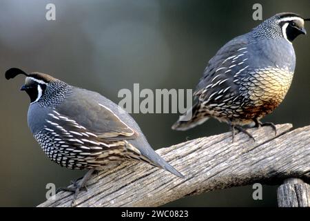Two male adult California quail perched on an old wagon wheel Stock Photo