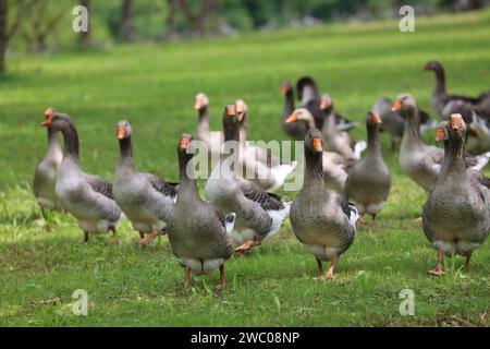 The famous Périgord geese in a field of walnut trees. Agriculture, goose breeding, gastronomy and green tourism. Périgord, Dordogne, France, Europe. P Stock Photo