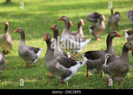 The famous Périgord geese in a field of walnut trees. Agriculture, goose breeding, gastronomy and green tourism. Périgord, Dordogne, France, Europe. P Stock Photo