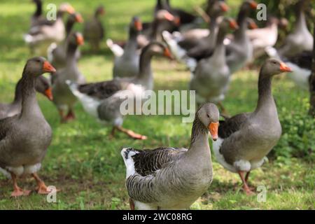 The famous Périgord geese in a field of walnut trees. Agriculture, goose breeding, gastronomy and green tourism. Périgord, Dordogne, France, Europe. P Stock Photo