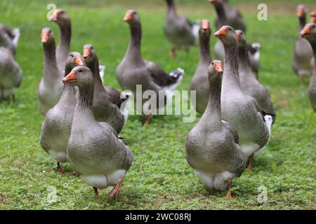 The famous Périgord geese in a field of walnut trees. Agriculture, goose breeding, gastronomy and green tourism. Périgord, Dordogne, France, Europe. P Stock Photo