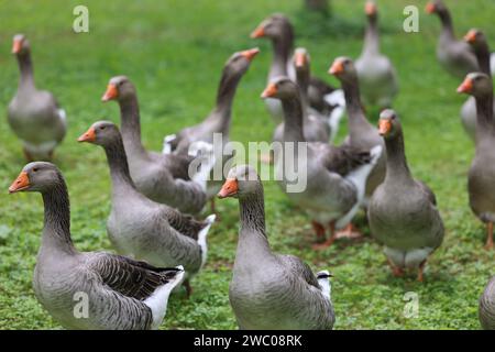 The famous Périgord geese in a field of walnut trees. Agriculture, goose breeding, gastronomy and green tourism. Périgord, Dordogne, France, Europe. P Stock Photo