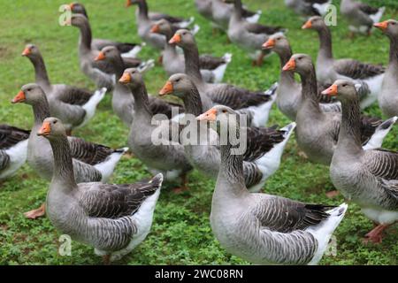 The famous Périgord geese in a field of walnut trees. Agriculture, goose breeding, gastronomy and green tourism. Périgord, Dordogne, France, Europe. P Stock Photo