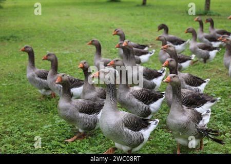 The famous Périgord geese in a field of walnut trees. Agriculture, goose breeding, gastronomy and green tourism. Périgord, Dordogne, France, Europe. P Stock Photo